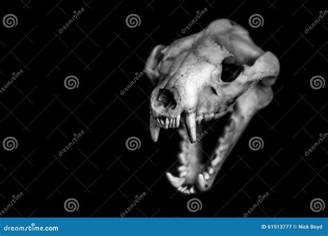 Tasmanian Tiger Skull Stock Image | CartoonDealer.com #61513777