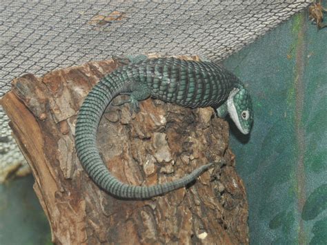 The Online Zoo - Mexican Alligator Lizard