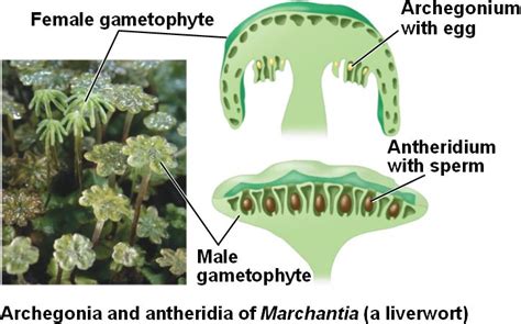 liverwort, antheridia/archegonia | Plant Diversity I – Bryophytes and ...