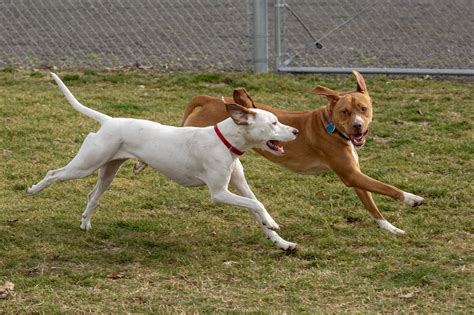 Blue Mountain Humane Society | Animal Welfare in Walla Walla, WA