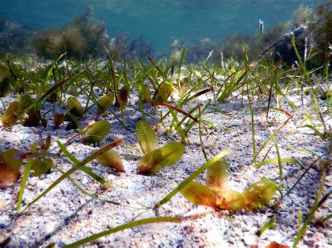 Halophila ovalis seagrass has been spotted!