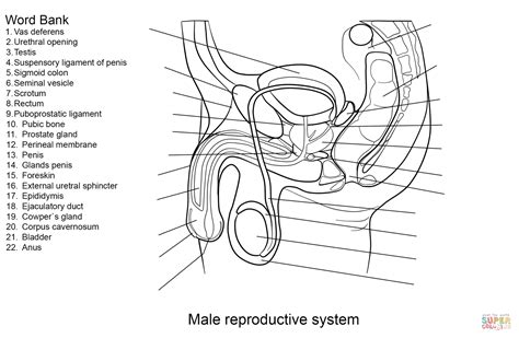 Male Reproductive System Worksheet | Super Coloring | Reproductive system, Female reproductive ...