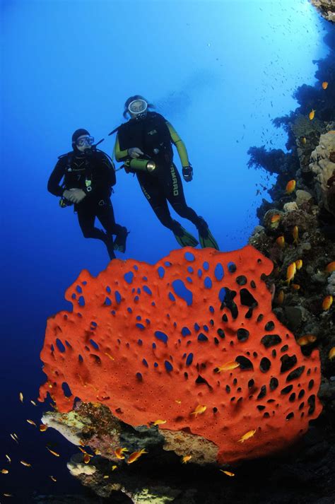 aegypten_rotes_meer_tauchen_15 | Nautilus Tauchreisen