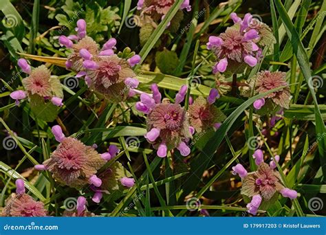 Red Dead-nettle Flowers in the Grass - Lamium Purpureum Stock Image ...