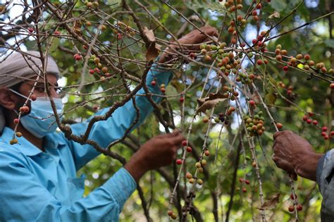 Yemeni Specialty Coffee Heading to New York | Yemen | News Update | U.S. Agency for ...