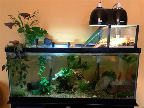 Healthy turtle aquarium in 2020 | Turtle aquarium, Turtle habitat, Turtle tank