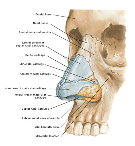 nasal bone Basic Anatomy And Physiology, Anatomy Bones, Human Skeleton ...