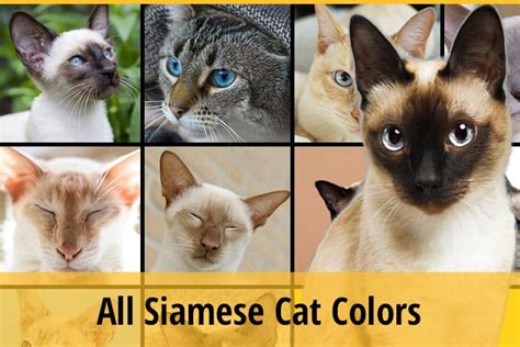 All Siamese Cat Colors in One Place | ZooAwesome