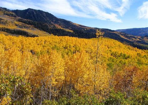 Pando the Trembling Giant is a forest of cloned quaking aspens