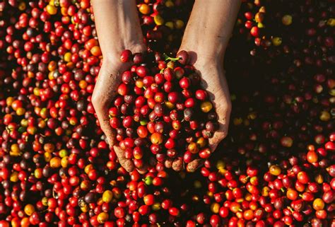 Coffee Berries Stock Photos, Images and Backgrounds for Free Download