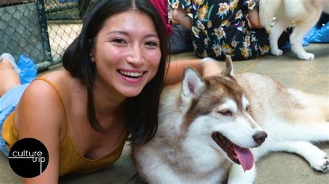 Husky Dog Cafe In Bangkok - The Cutest Place On Earth! - YouTube