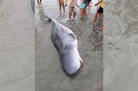 Balyena natagpuang patay sa Ilocos Sur | ABS-CBN News