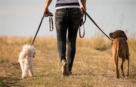 How to Stop Your Dog Pulling on Their Lead | The Dog People by Rover.com