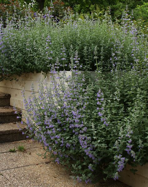 The Best Lesser-Known Catmint Varieties - Fine Gardening