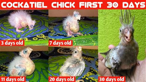 Baby Cockatiel Growth Stages - bazaarstory