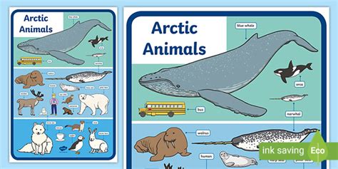 Arctic Animals Size Comparison Display Poster (Teacher-Made)