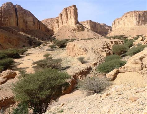 Conservation Success and Management Strategies in Saudi Arabia's Ibex Protected Area: A Case ...