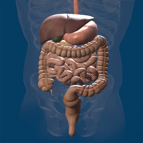 Digestive System 3D Model | ubicaciondepersonas.cdmx.gob.mx