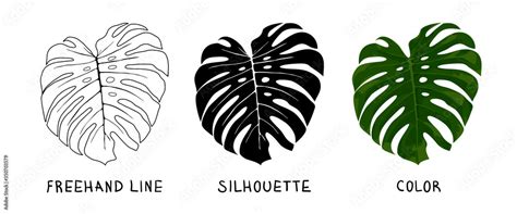 Set of drawing vector monstera leaves from contour, silhouette and green. Modern elegant ...