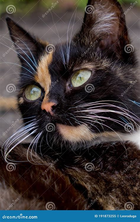 Portrait of tricolor cat. stock image. Image of funny - 191873255