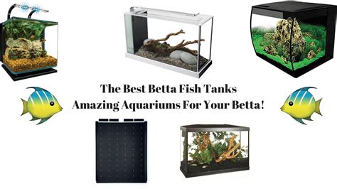 Best Betta Fish Tank (2020 Reviews) - 7 Amazing Tanks For Your Betta!