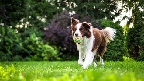 How To Use Shock Collar For Recall - Mastering Off-Leash Dog