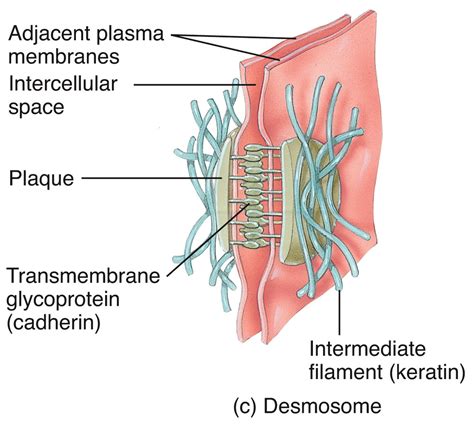 Desmosomes Diagram | Quizlet