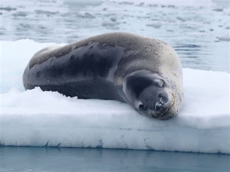 Libros de Santiago G. de la Vega: Foca Leopardo o Leopardo Marino (Leopard Seal ) Hydrurga leptonyx