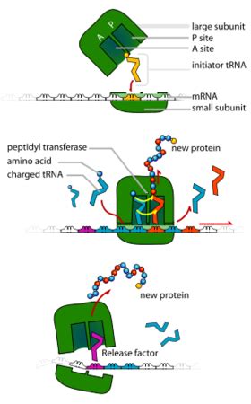 Translation in Biology | Steps & Process - Lesson | Study.com