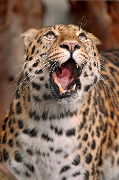 Leopard looking funny | One of the Amur leopards of the Walt… | Flickr