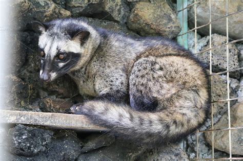 Civet Cat | High-Quality Stock Photos ~ Creative Market