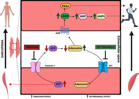 Frontiers | Dipyridamole activates adenosine A2B receptor and AMPK/cAMP ...