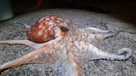 Octopuses found in Guernsey waters after 50-year hiatus - BBC News