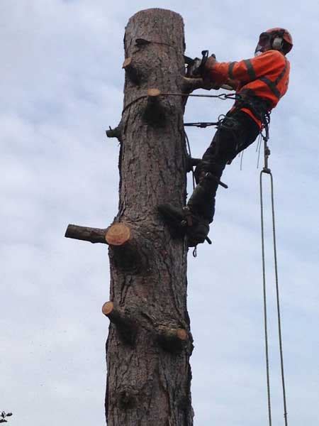 Tree Felling - The Treefeller