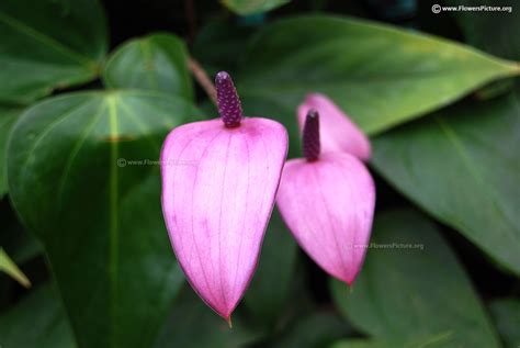 Anthurium andraeanum flower varieties