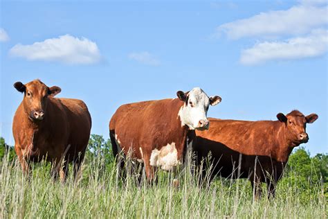 Cattle Farming and Beef Production | Co+op