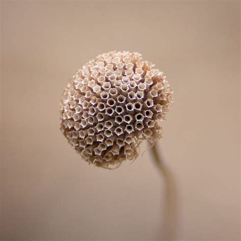 19 Perfectly Interesting Pics From Under A Microscope | Chaostrophic | Seed pods, Herb seeds, Seeds