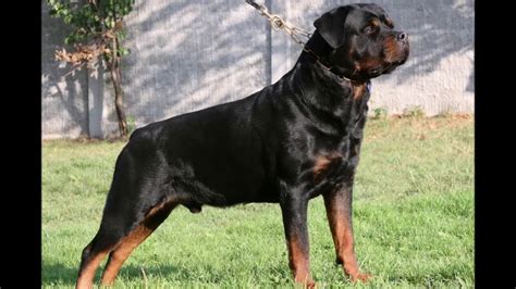 giant rottweiler dog - YouTube