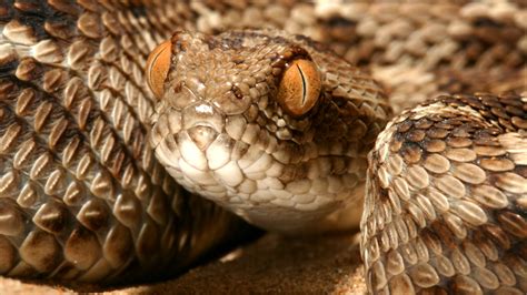 From Genes To Fangs: Snake Venom Recipes Remain Mysterious : Shots - Health News : NPR