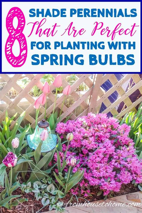 8 Beautiful Shade Perennials to Combine With Spring Bulbs - Gardening ...