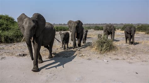 Free Images : adventure, wildlife, herd, africa, fauna, savanna, botswana, safari, indian ...