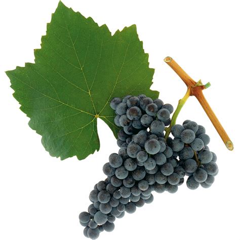 Grape Varieties | Austrian Wine