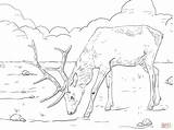 Free Printable Elk Coloring Pages  Home sketch template