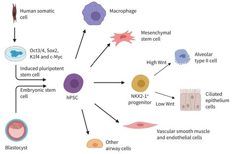 Human pluripotent stem cells for the modelling and treatment of respiratory diseases | European ...