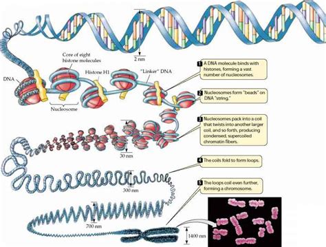 Controle da expressão do Gene | Organitzem