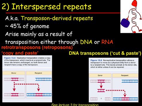 Lecture 2 – Repeat elements - ppt download