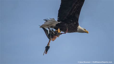 When a Bald Eagle Flies Past Your Window Carrying Something