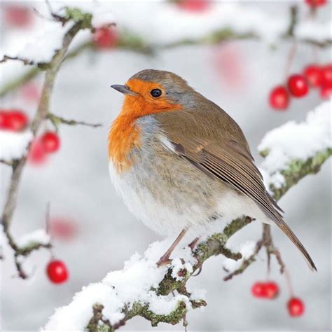 General Christmas Card - Have A Wonderful Christmas & Sparrow Sitting On Tree | Bird, European ...