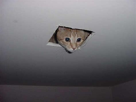 No text | Ceiling Cat | Know Your Meme