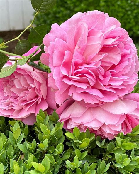 Are Coffee Grounds Good for Roses? Well, It Depends! - Grow Your Yard